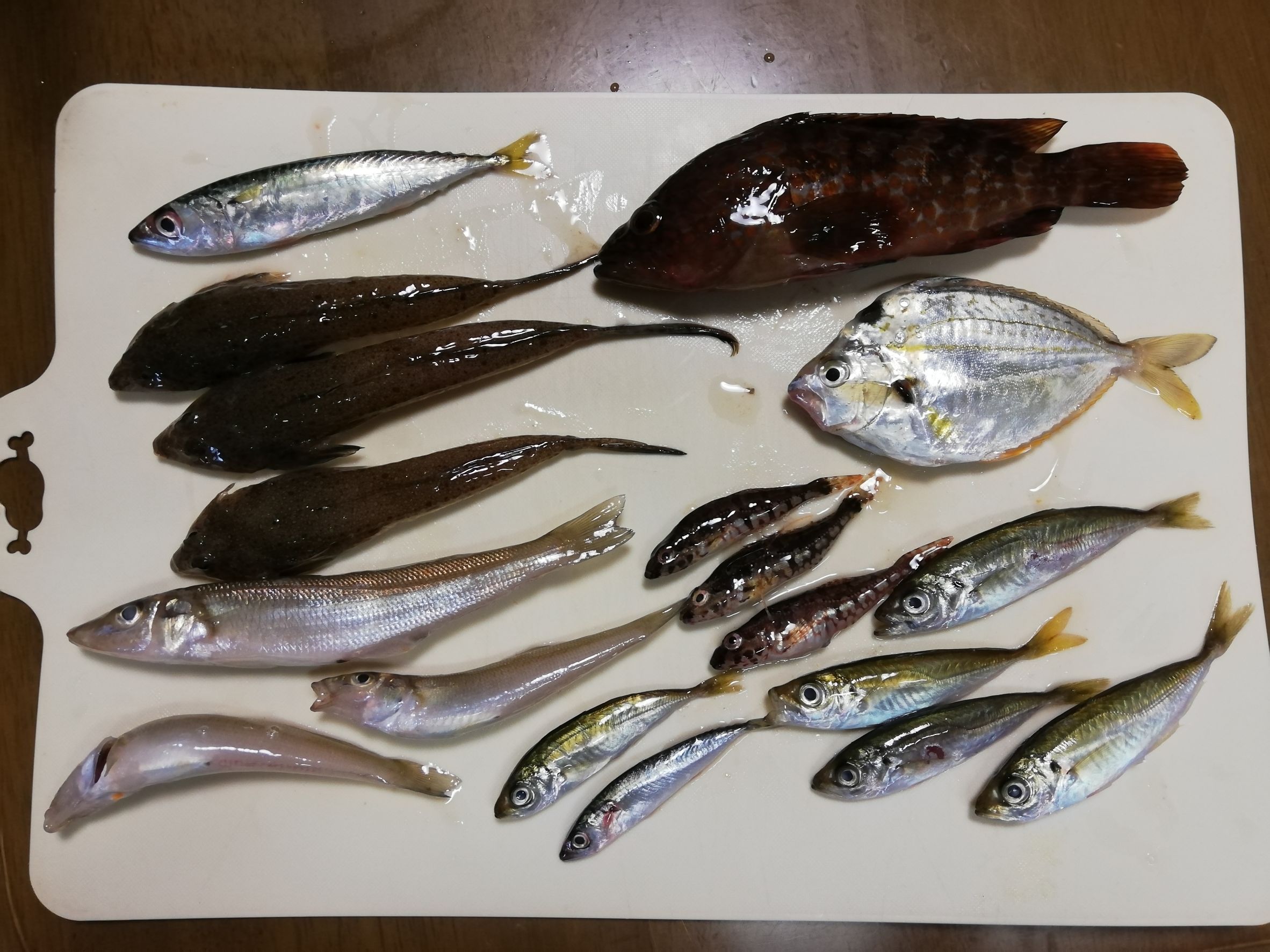菅浜海水浴場でファミリーフィッシングの釣果