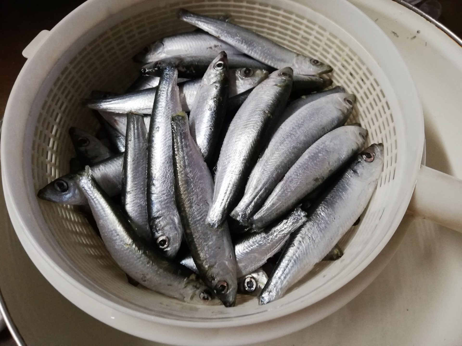 冷凍イワシ　解凍後