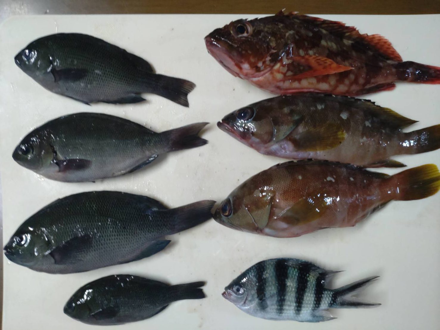 古和浦漁港 ファミリーフィッシング 釣果