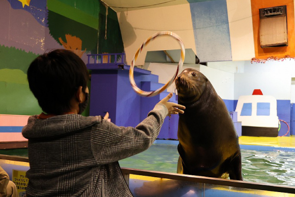 伊勢シーパラダイス　アシカショー　輪投げ2